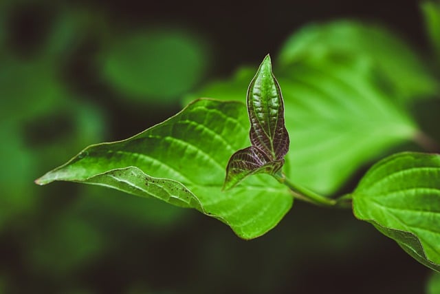 Free download leaves plant rain wet drops green free picture to be edited with GIMP free online image editor