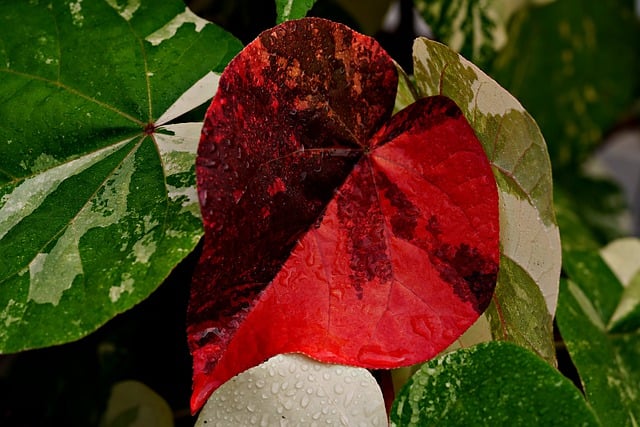 Free download leaves plant red leaf nature free picture to be edited with GIMP free online image editor