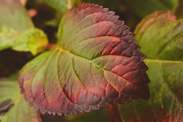 Download gratuito foglie piante fogliame ortensia immagine gratuita da modificare con l'editor di immagini online gratuito di GIMP