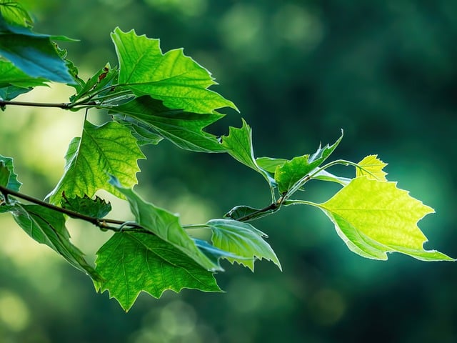 Free download leaves plants nature free picture to be edited with GIMP free online image editor