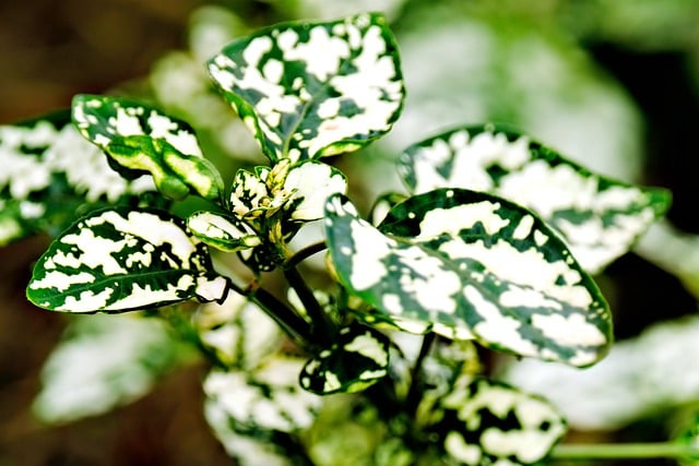 Free download leaves plant spotted white pattern free picture to be edited with GIMP free online image editor