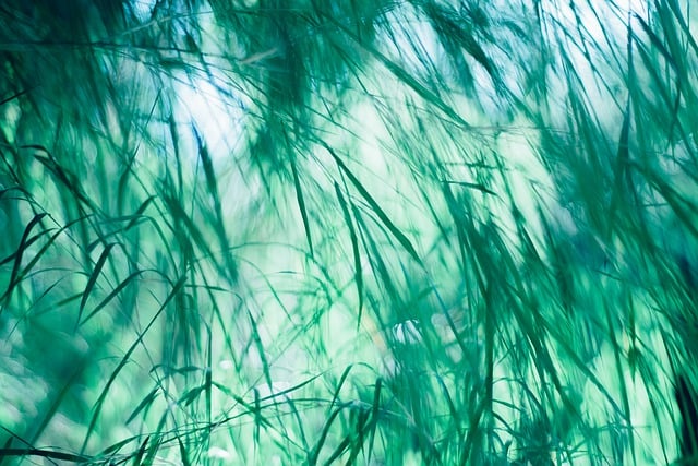 Free download leaves plants stalks bamboo jungle free picture to be edited with GIMP free online image editor