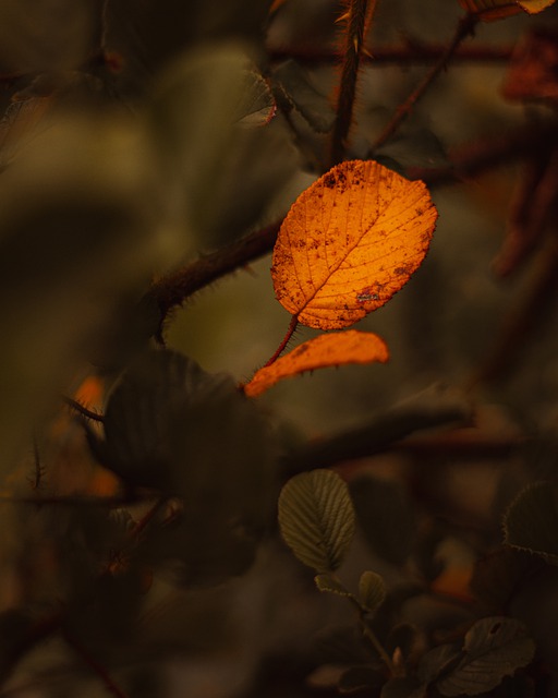 Free download leaves plant thorns stalk nature free picture to be edited with GIMP free online image editor