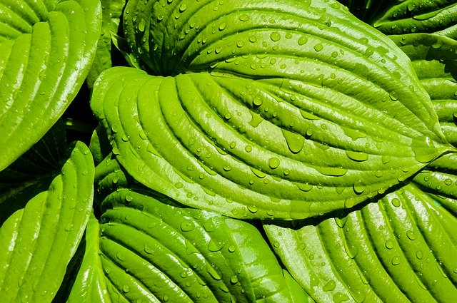 Free download Leaves Plant Tropics -  free photo or picture to be edited with GIMP online image editor