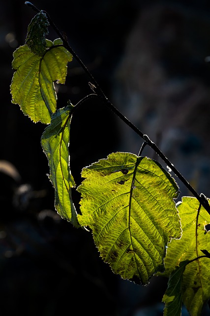 Free download leaves plant wood backlight frost free picture to be edited with GIMP free online image editor