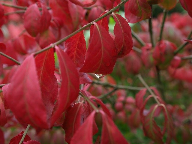 Free download Leaves Raindrop Autumn Red -  free photo or picture to be edited with GIMP online image editor
