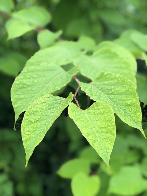 Téléchargement gratuit de Leaves Rain Drops - photo ou image gratuite à éditer avec l'éditeur d'images en ligne GIMP