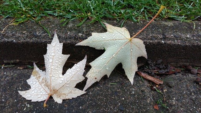 免费下载叶子雨滴湿 - 使用 GIMP 在线图像编辑器编辑的免费照片或图片