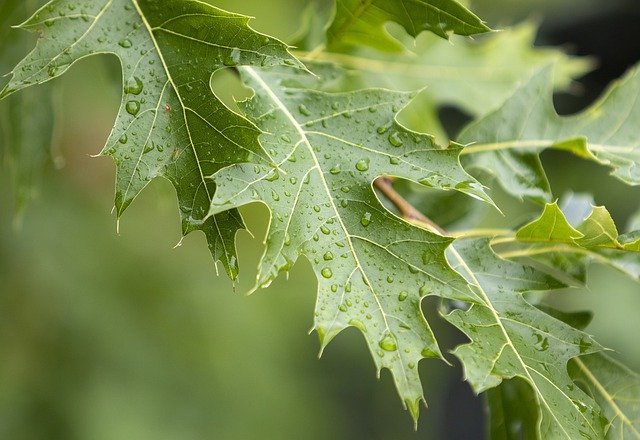 Descarga gratuita Leaves Rain Nature: foto o imagen gratuita para editar con el editor de imágenes en línea GIMP