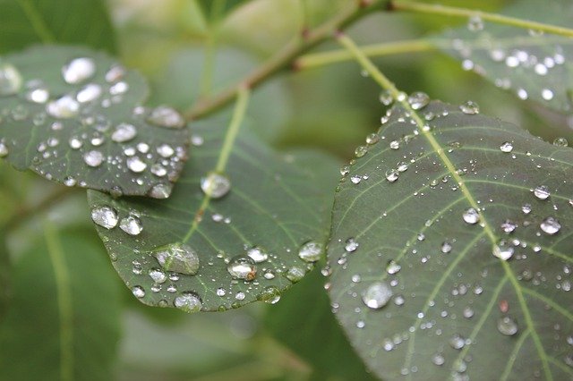 Baixe grátis Leaves Rain Raindrops - foto ou imagem grátis para ser editada com o editor de imagens online GIMP
