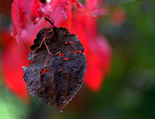 Download grátis Leaves Red Autumn - foto ou imagem gratuita para ser editada com o editor de imagens online do GIMP