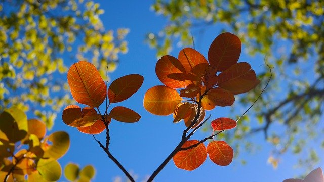 Free download Leaves Red Autumn Foliage -  free photo or picture to be edited with GIMP online image editor