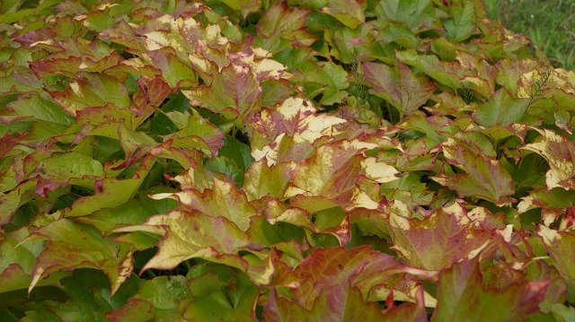 Free download Leaves Red Green -  free photo or picture to be edited with GIMP online image editor