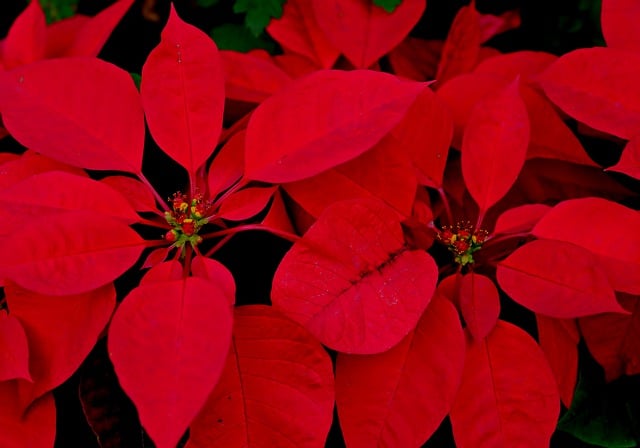 Free download leaves red leaves plant free picture to be edited with GIMP free online image editor