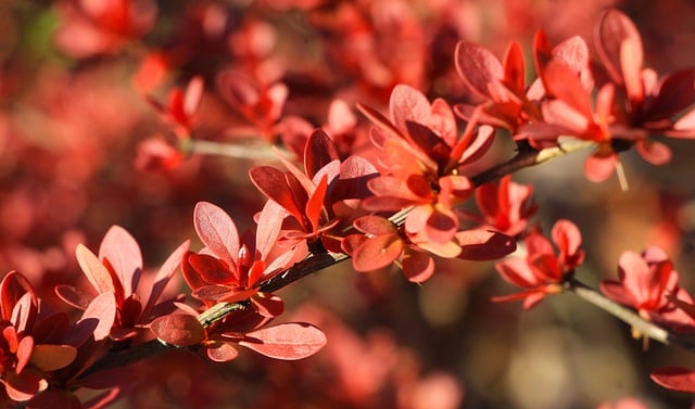 Free download leaves red sprig botany growth free picture to be edited with GIMP free online image editor