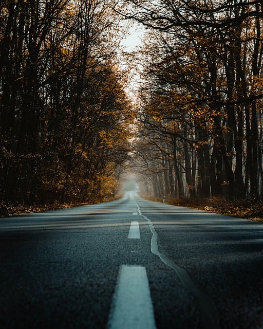 Free download leaves road foliage nature free picture to be edited with GIMP free online image editor