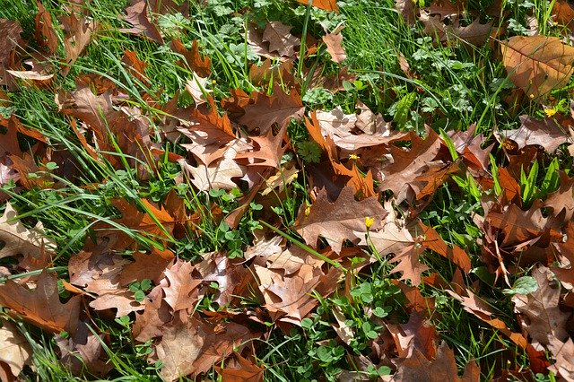 دانلود رایگان Leaves Season Autumn Green - عکس یا تصویر رایگان قابل ویرایش با ویرایشگر تصویر آنلاین GIMP