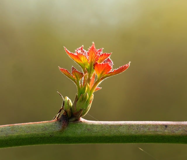 Free download leaves sprout bud plant young free picture to be edited with GIMP free online image editor