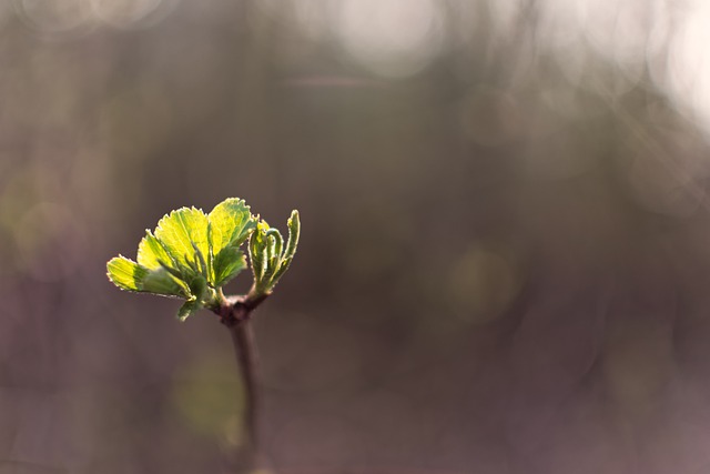 Free download leaves sprout nature spring bokeh free picture to be edited with GIMP free online image editor