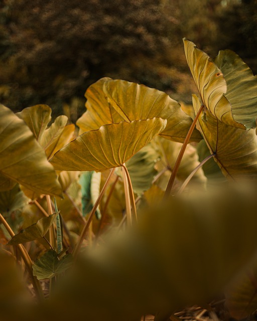 Free download leaves stalk bush green garden free picture to be edited with GIMP free online image editor