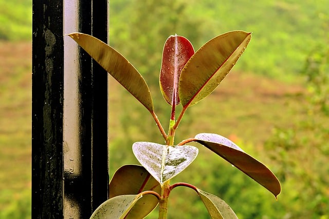 Bezpłatne pobieranie pozostawia stalową kolumnę natura roślina darmowe zdjęcie do edycji za pomocą bezpłatnego edytora obrazów online GIMP