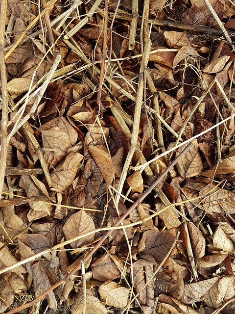 دانلود رایگان Leaves Sticks Autumn - عکس یا عکس رایگان قابل ویرایش با ویرایشگر تصویر آنلاین GIMP