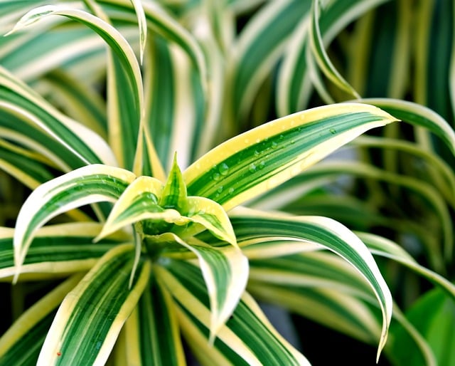 Free download leaves stripped leaves foliage free picture to be edited with GIMP free online image editor