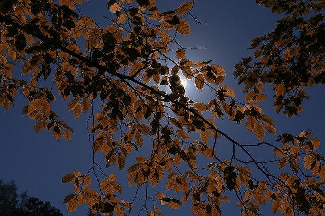 Free download Leaves Sun Autumn -  free photo or picture to be edited with GIMP online image editor