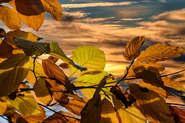 Free download leaves sunset autumn leaves foliage free picture to be edited with GIMP free online image editor