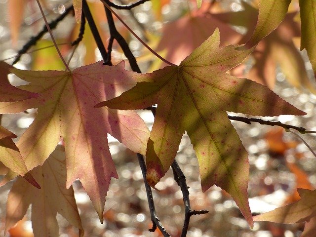 Free download Leaves Sweetgum Tree -  free photo or picture to be edited with GIMP online image editor