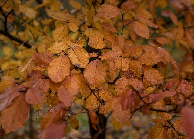 Free download Leaves Tree Autumn -  free photo or picture to be edited with GIMP online image editor