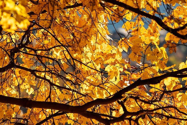 Free download leaves tree fall autumn branches free picture to be edited with GIMP free online image editor
