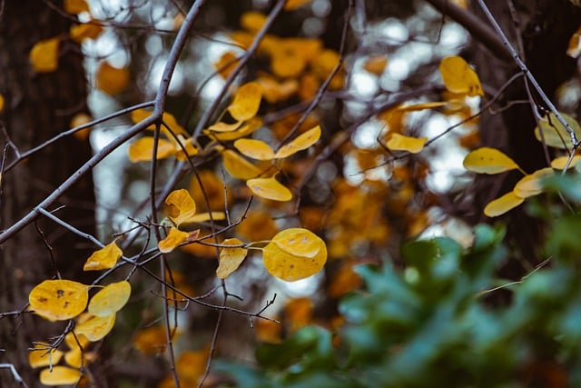 Free download leaves tree fall branches autumn free picture to be edited with GIMP free online image editor