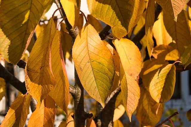 Free download leaves tree fall nature free picture to be edited with GIMP free online image editor