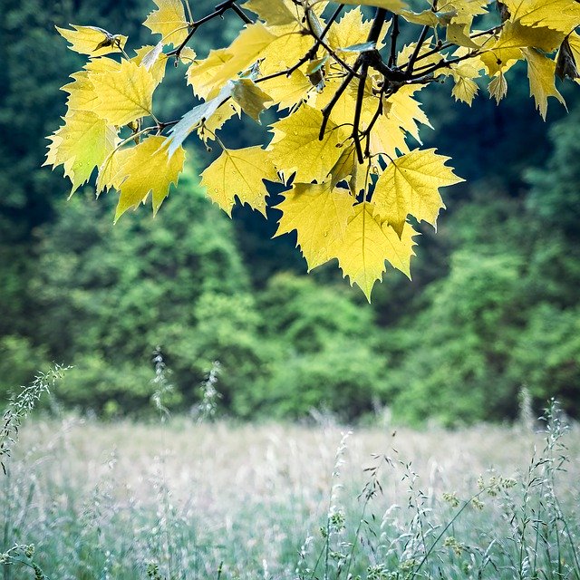 Free download Leaves Tree Field -  free photo or picture to be edited with GIMP online image editor