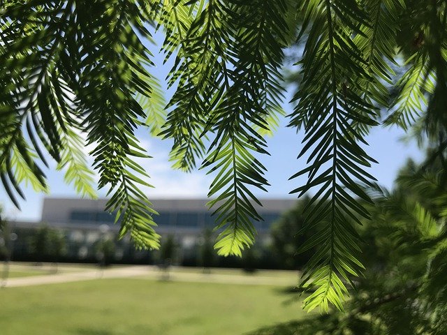 Безкоштовно завантажте Leaves Tree Light Through — безкоштовну фотографію чи зображення для редагування за допомогою онлайн-редактора зображень GIMP