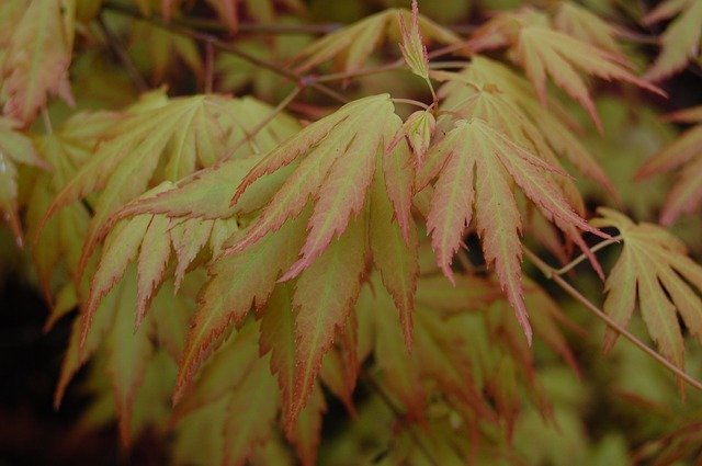 הורדה חינם Leaves Tree Nature - תמונה או תמונה בחינם לעריכה עם עורך התמונות המקוון GIMP
