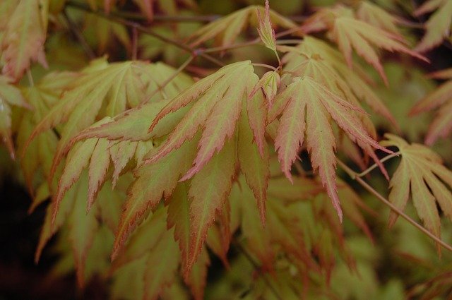 বিনামূল্যে ডাউনলোড করুন Leaves Tree Nature - বিনামূল্যে ছবি বা ছবি GIMP অনলাইন ইমেজ এডিটর দিয়ে সম্পাদনা করতে হবে