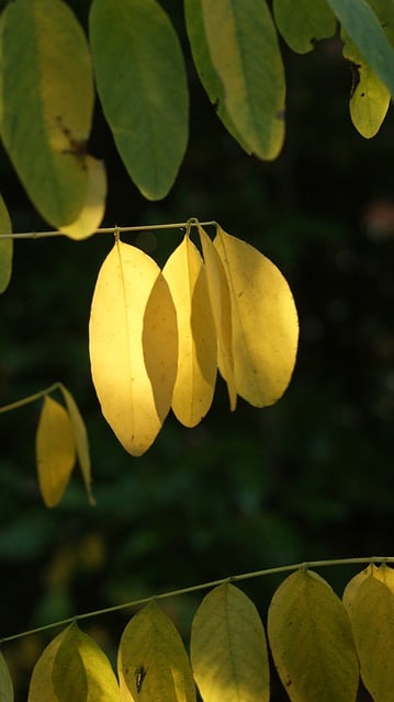 Free download leaves tree nature fall branches free picture to be edited with GIMP free online image editor