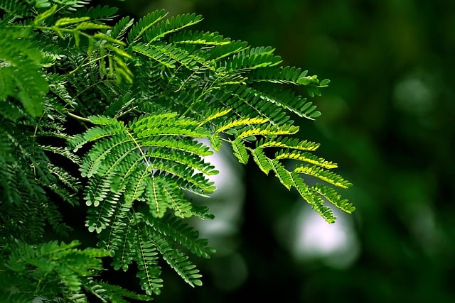 Free download leaves tree nature green foliage free picture to be edited with GIMP free online image editor