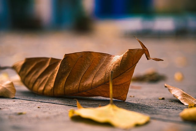 Free download leaves tree night yellow foliage free picture to be edited with GIMP free online image editor
