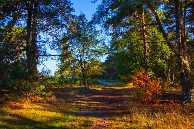 Free download leaves trees fog fall autumn mood free picture to be edited with GIMP free online image editor