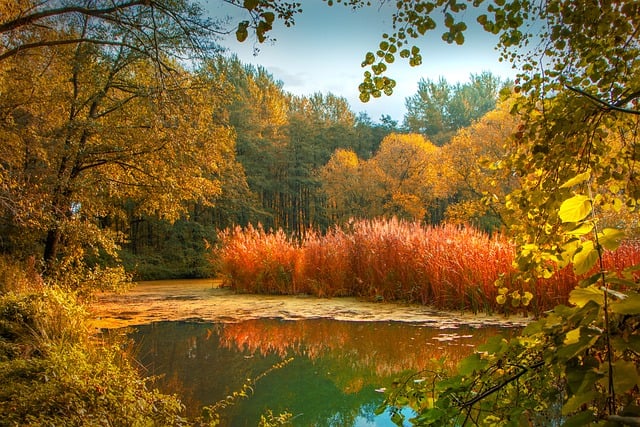 Free download leaves trees fog fall landscape free picture to be edited with GIMP free online image editor