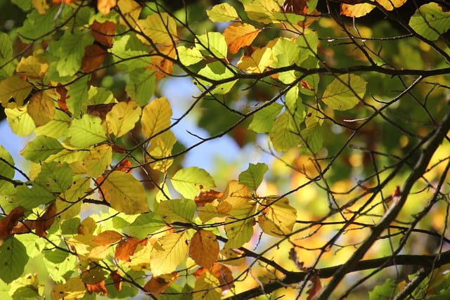 Free download leaves trees forest fall free picture to be edited with GIMP free online image editor