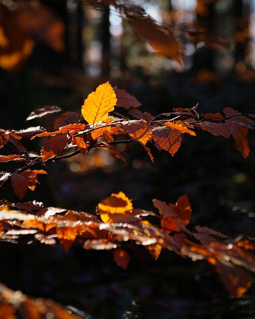 Téléchargement gratuit de l'image gratuite de feuilles d'arbres forêt automne nature à modifier avec l'éditeur d'images en ligne gratuit GIMP