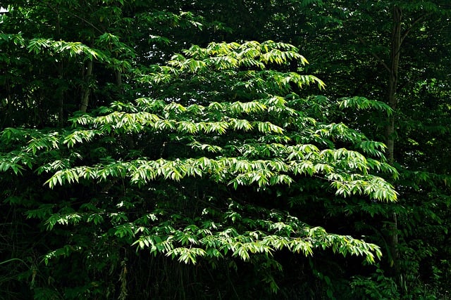 Free download leaves trees nature branches free picture to be edited with GIMP free online image editor