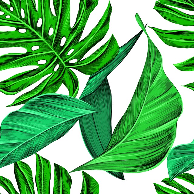 Download gratuito di foglie tropicali Monstera illustrazione gratuita da modificare con l'editor di immagini online di GIMP