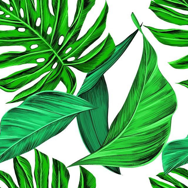 Free download Leaves Tropical Monstera free illustration to be edited with GIMP online image editor
