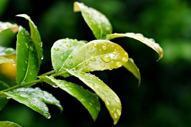 Free download leaves water drop green nature free picture to be edited with GIMP free online image editor