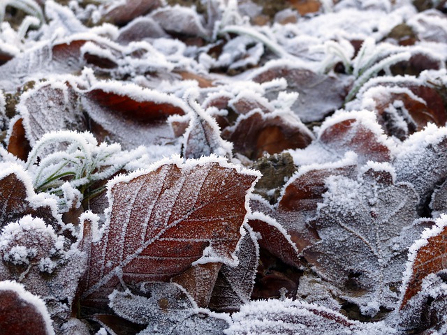 Free graphic leaves winter dried leaves frost to be edited by GIMP free image editor by OffiDocs